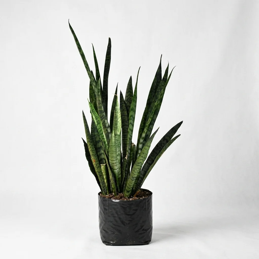 Snake plant green image 2