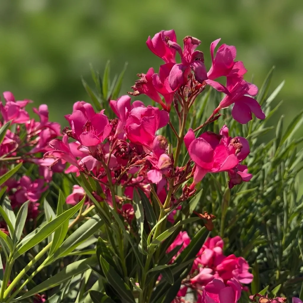 Oleander