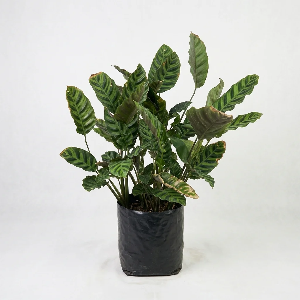 Rattlesnake Plant image 2