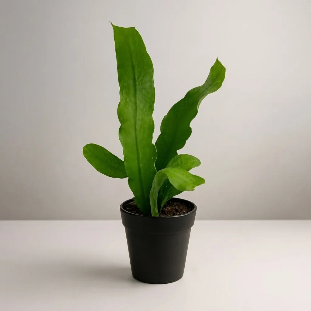 Queen of the Night / Night-blooming cereus image 2