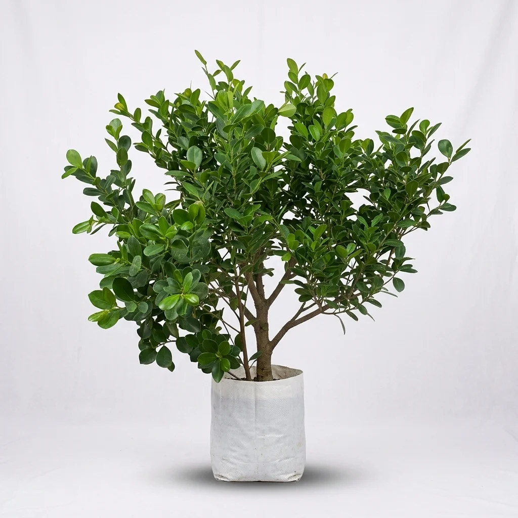 Ball ficus(keremela) image 2