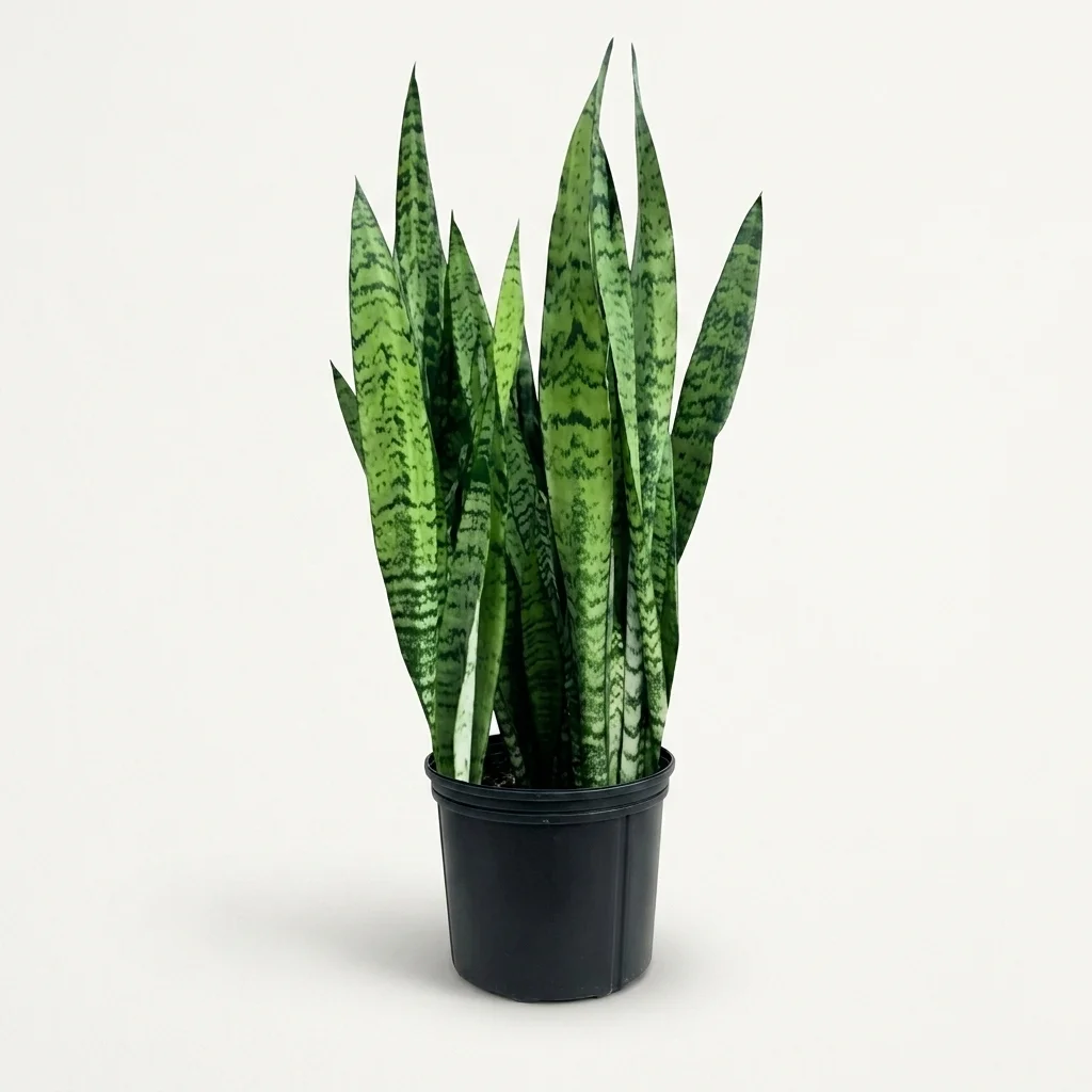 Snake plant green