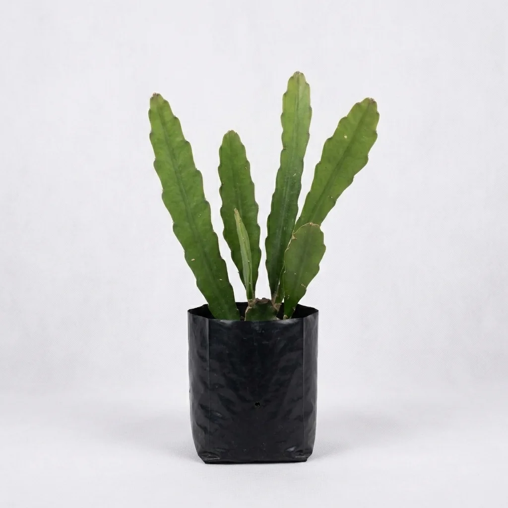 orchid cactus image 2