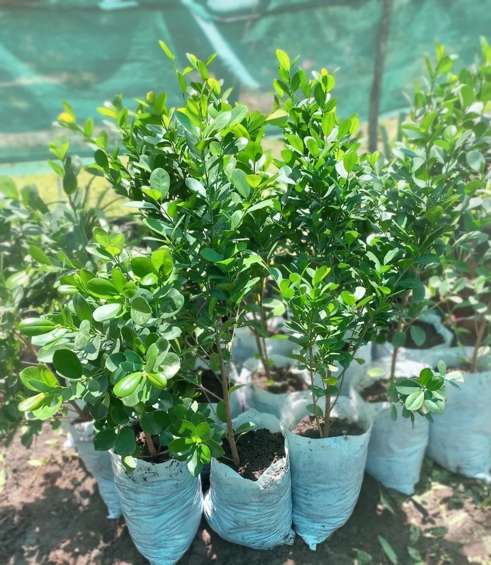 Ball ficus(keremela)