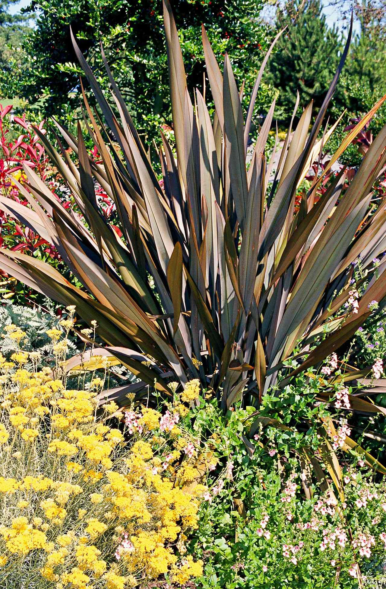 New Zealand Flax