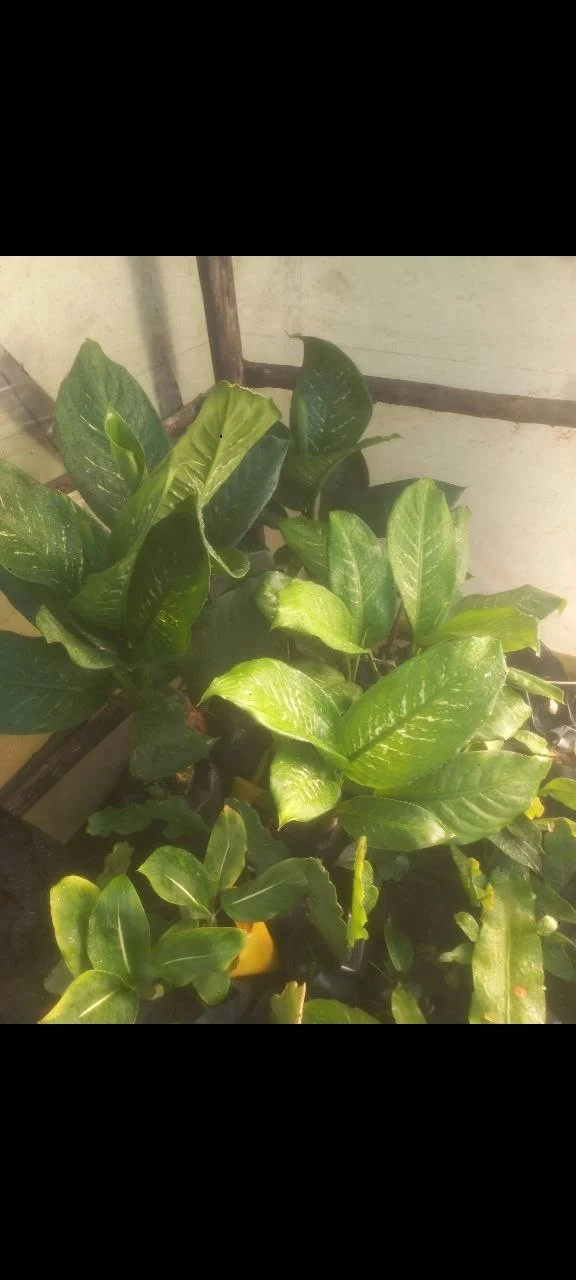 Dumb cane