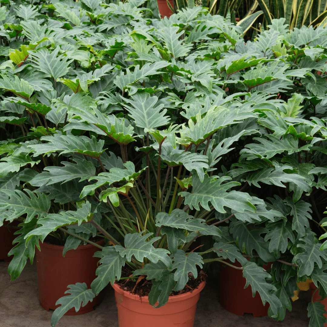 Philodendron