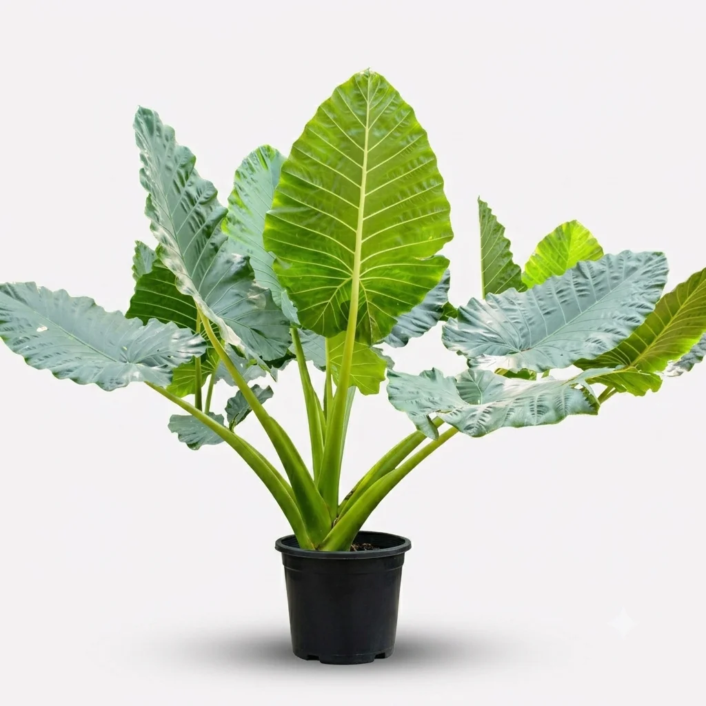 Elephant ear