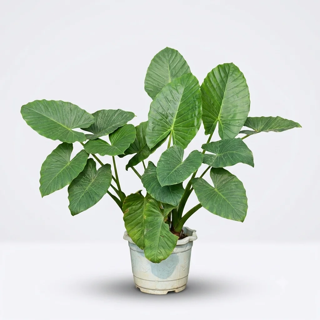 Elephant ear image 2