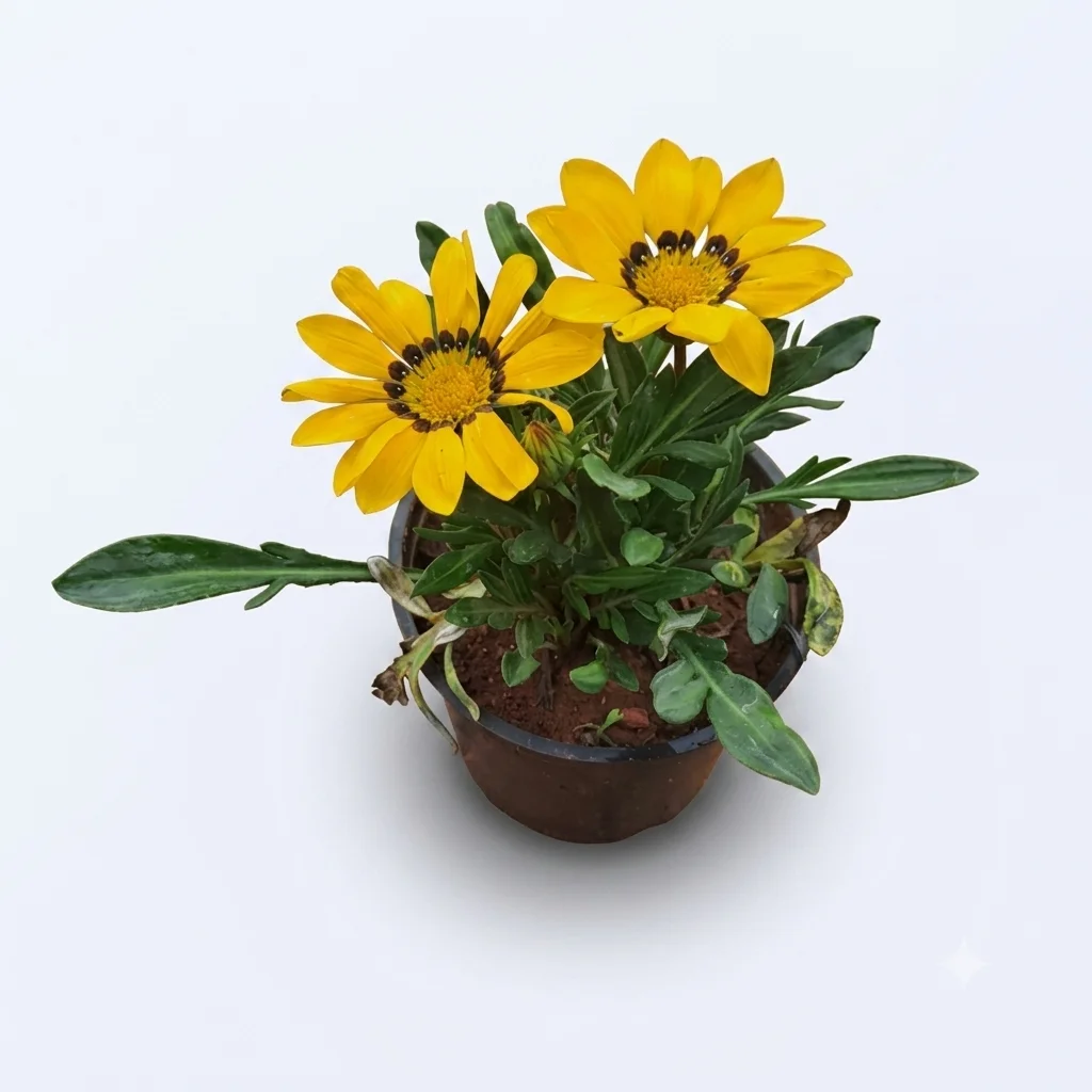Treasure flower