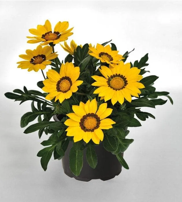 Treasure flower image 2