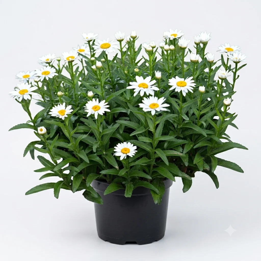 Daisy image 2