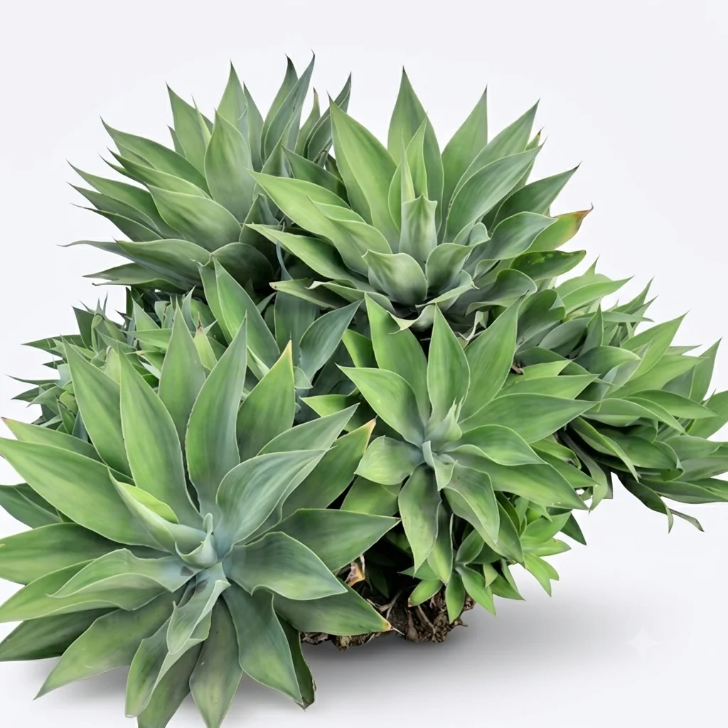 foxtail agave