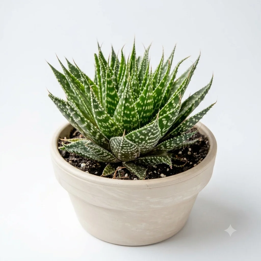 Torch plant/Lace aloe
