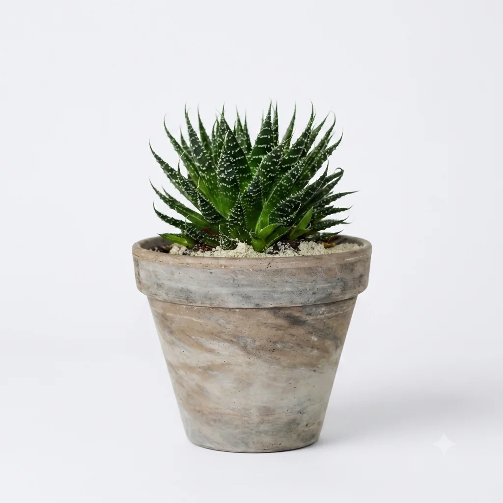 Torch plant/Lace aloe image 2