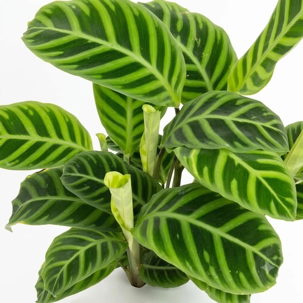 Zebra prayer plant image 2