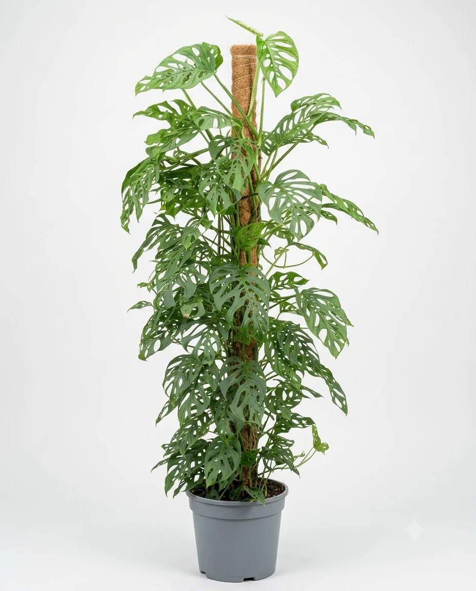 Adanson's monstera image 2