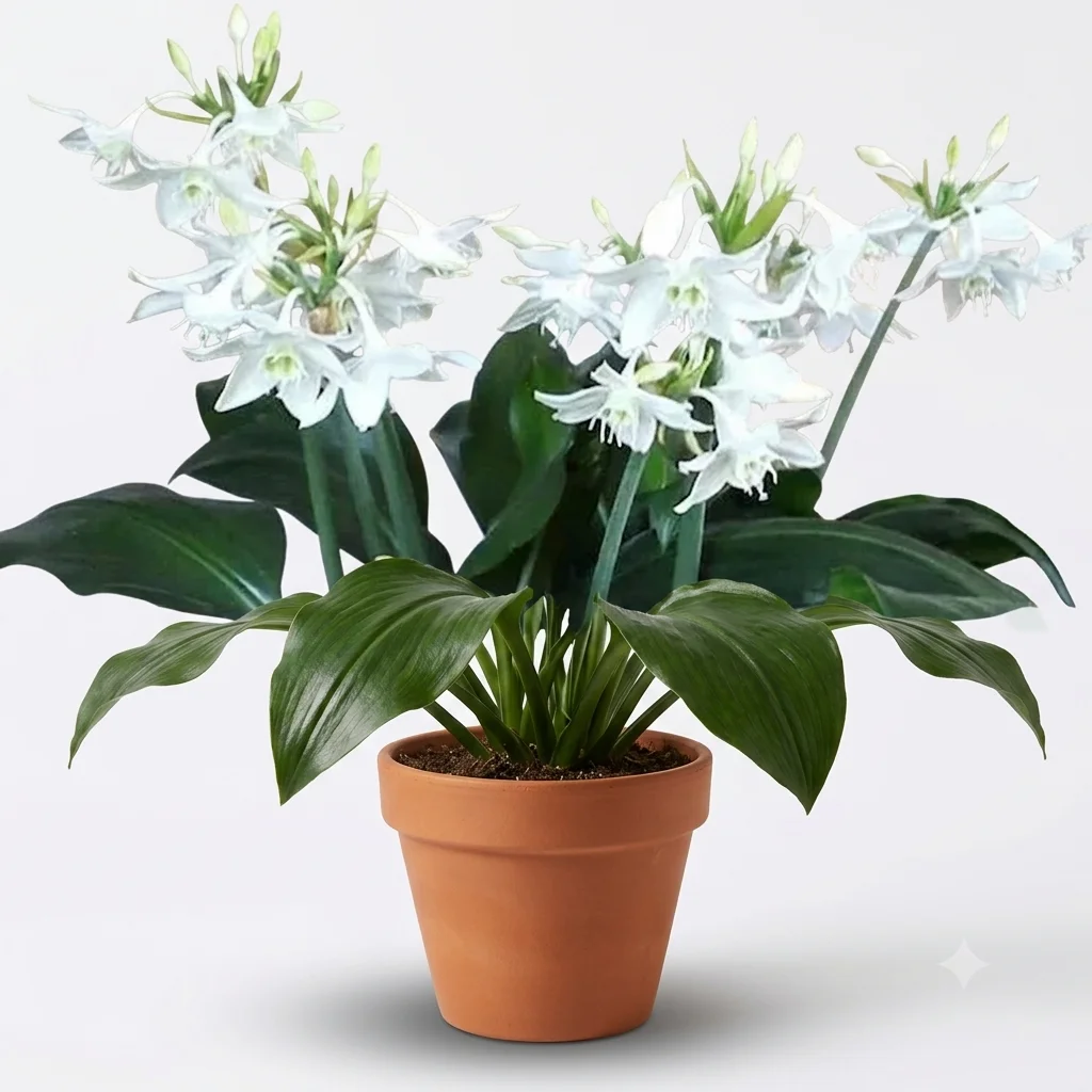 Amazon lily