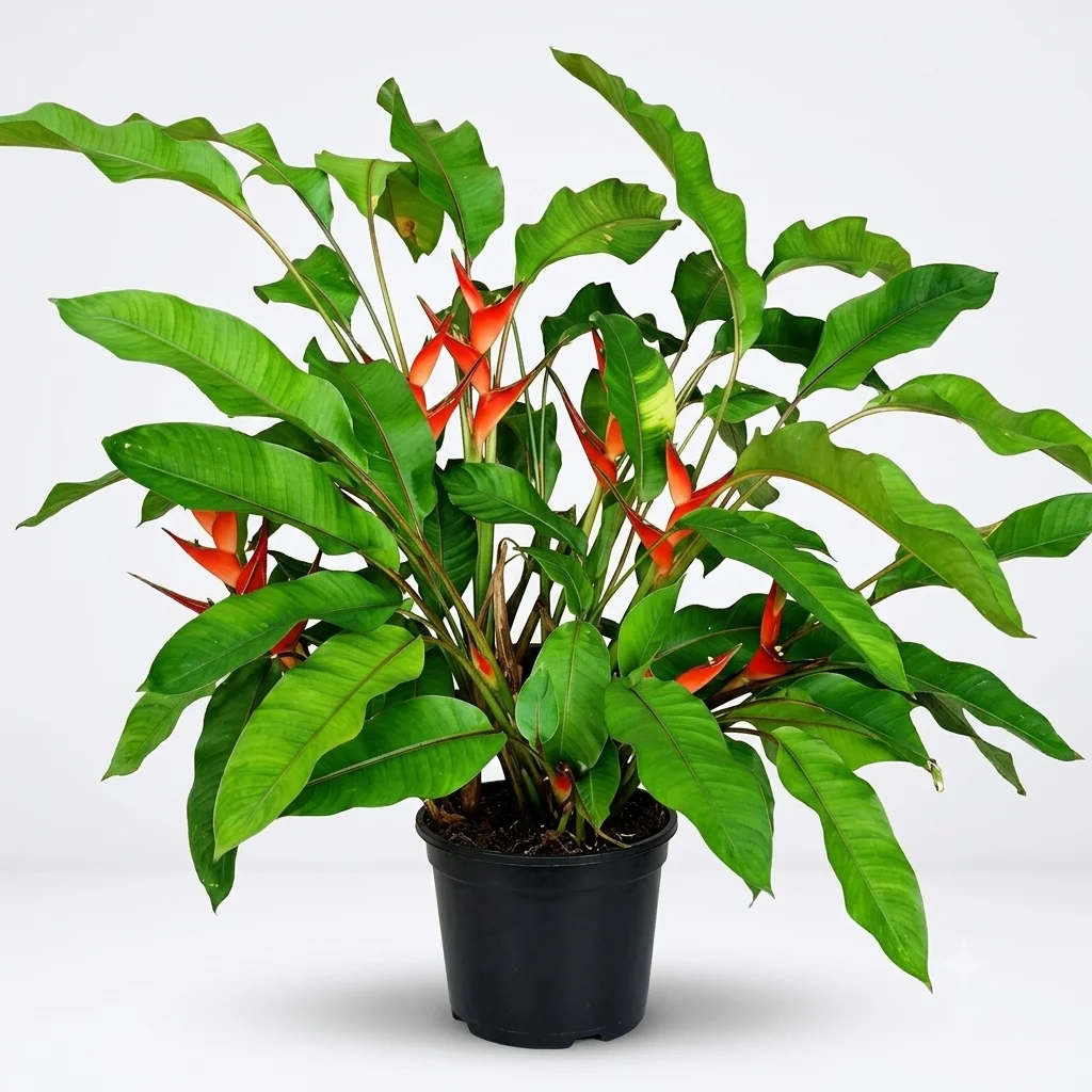 Dwarf Helicona