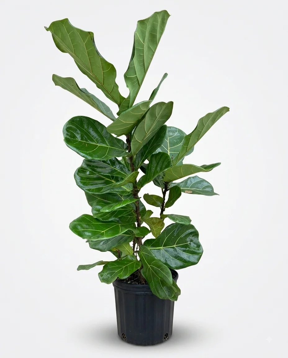 Fiddle leaf fig