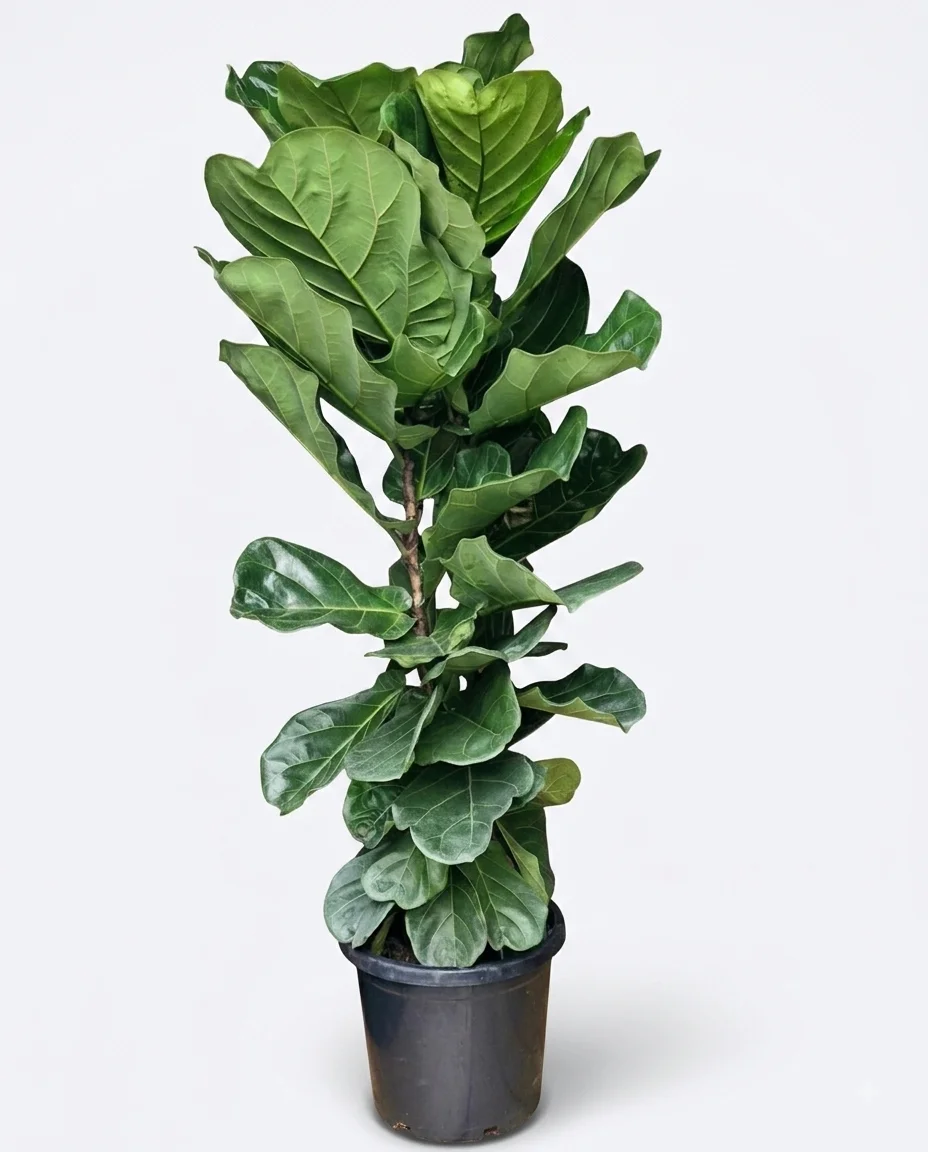 Fiddle leaf fig image 2