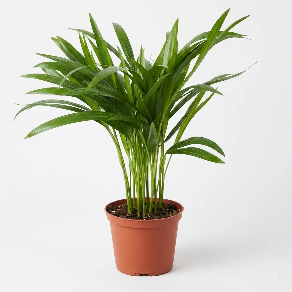 Palm grass