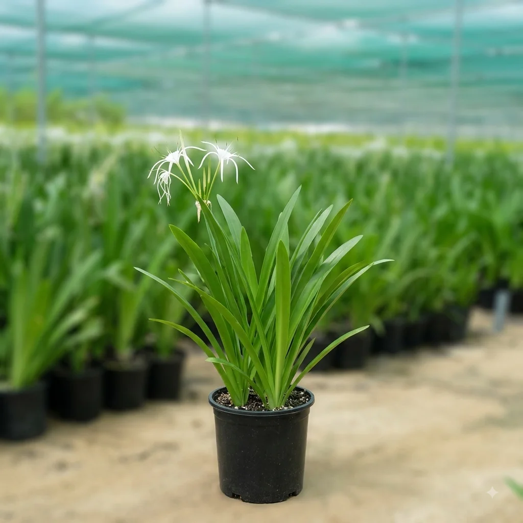Spider lilies image 2