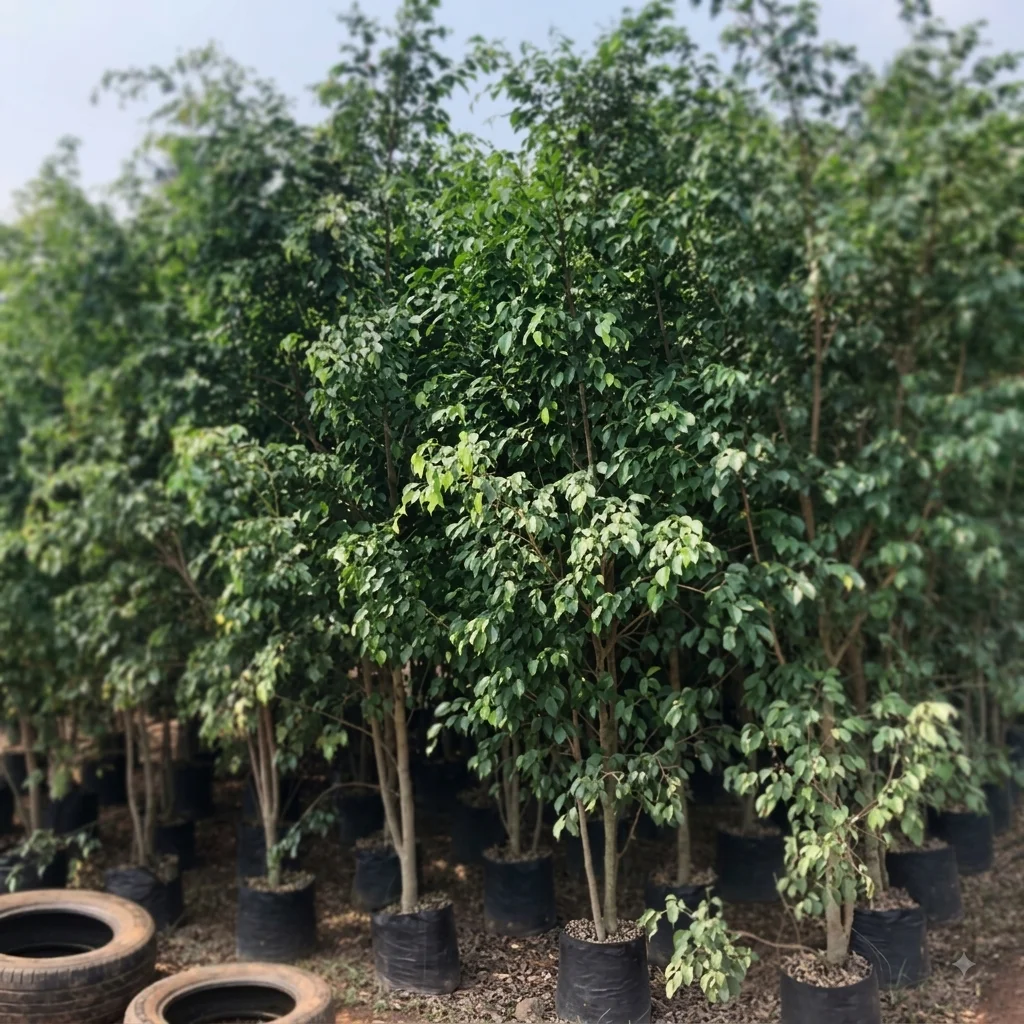 ficus benjamina  image 2