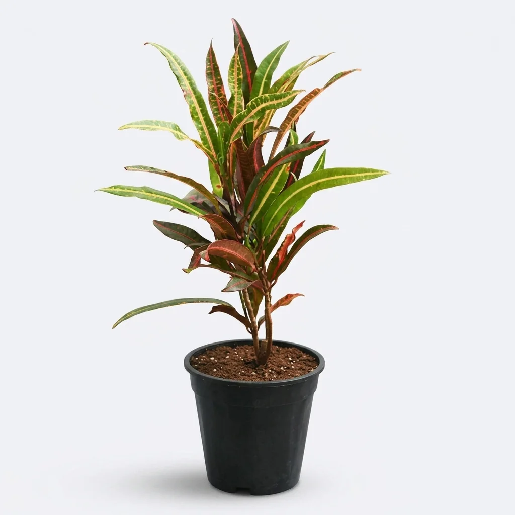 Garden Croton