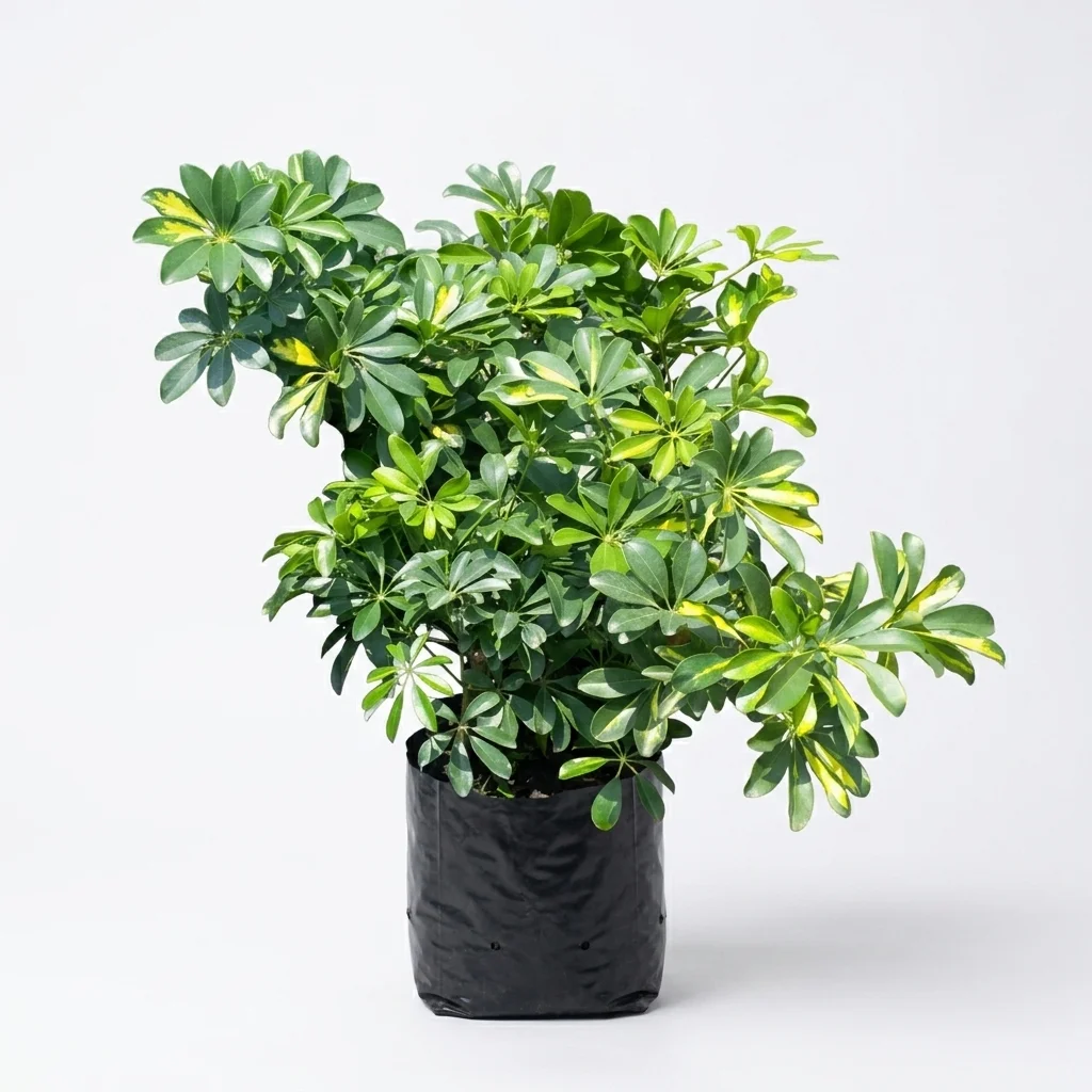 Umbrella tree
