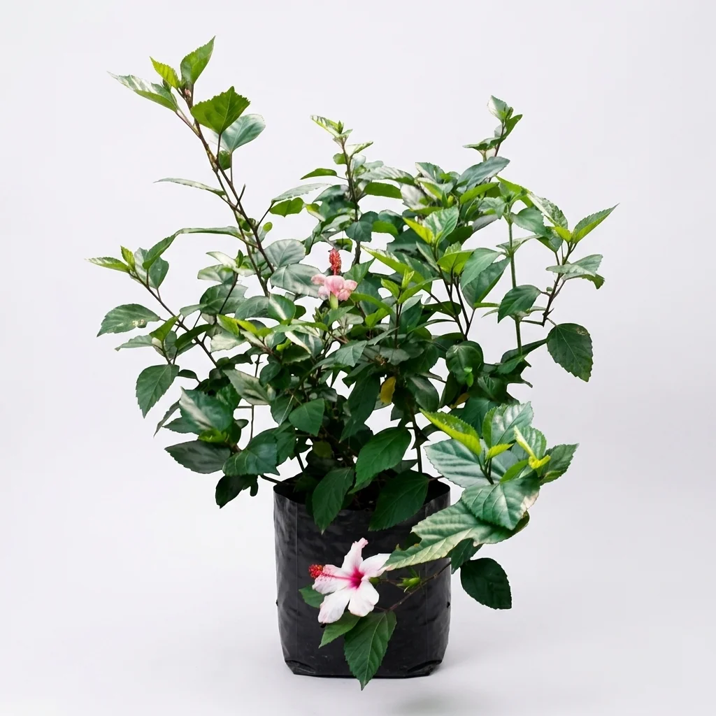 Hibiscus