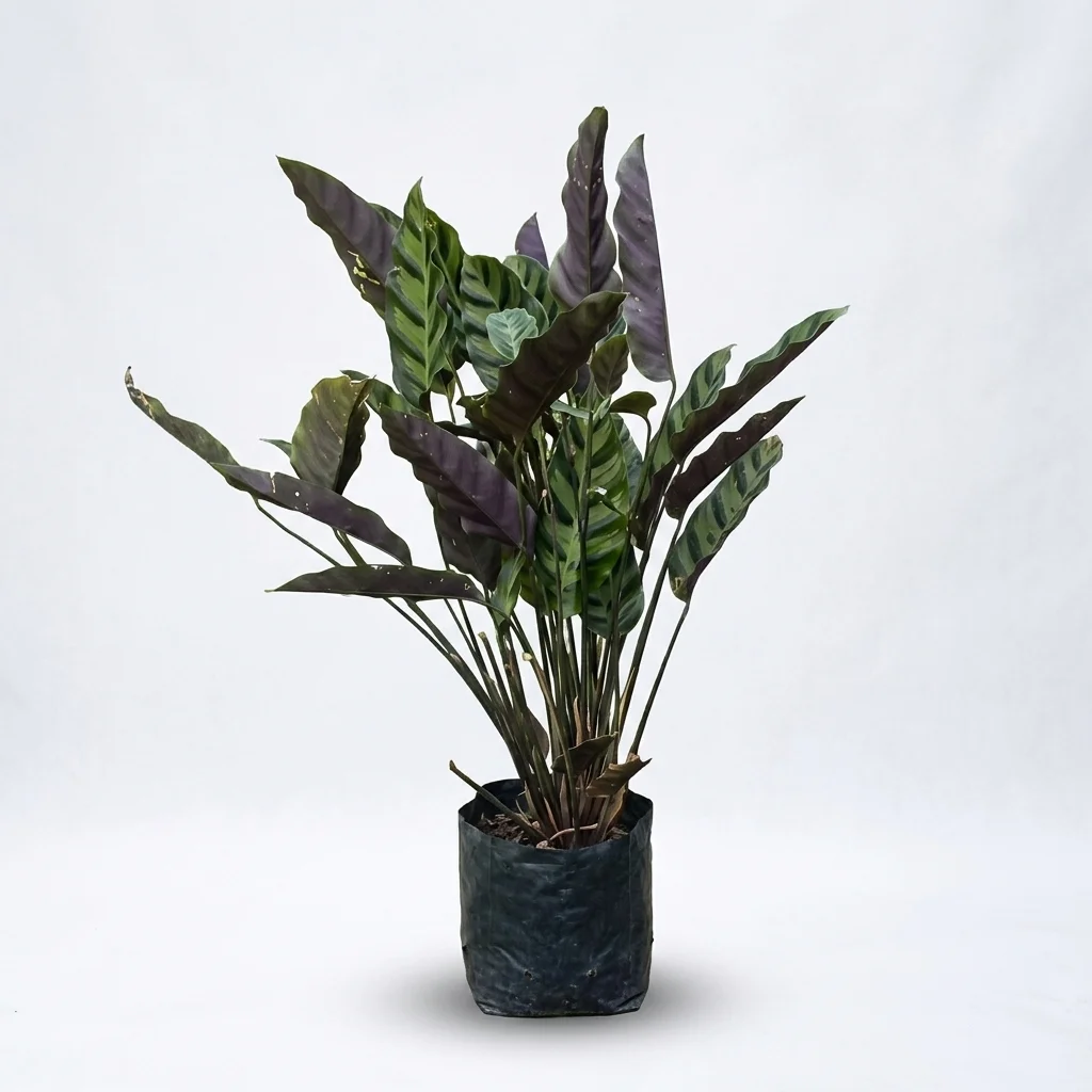 Rattlesnake Plant