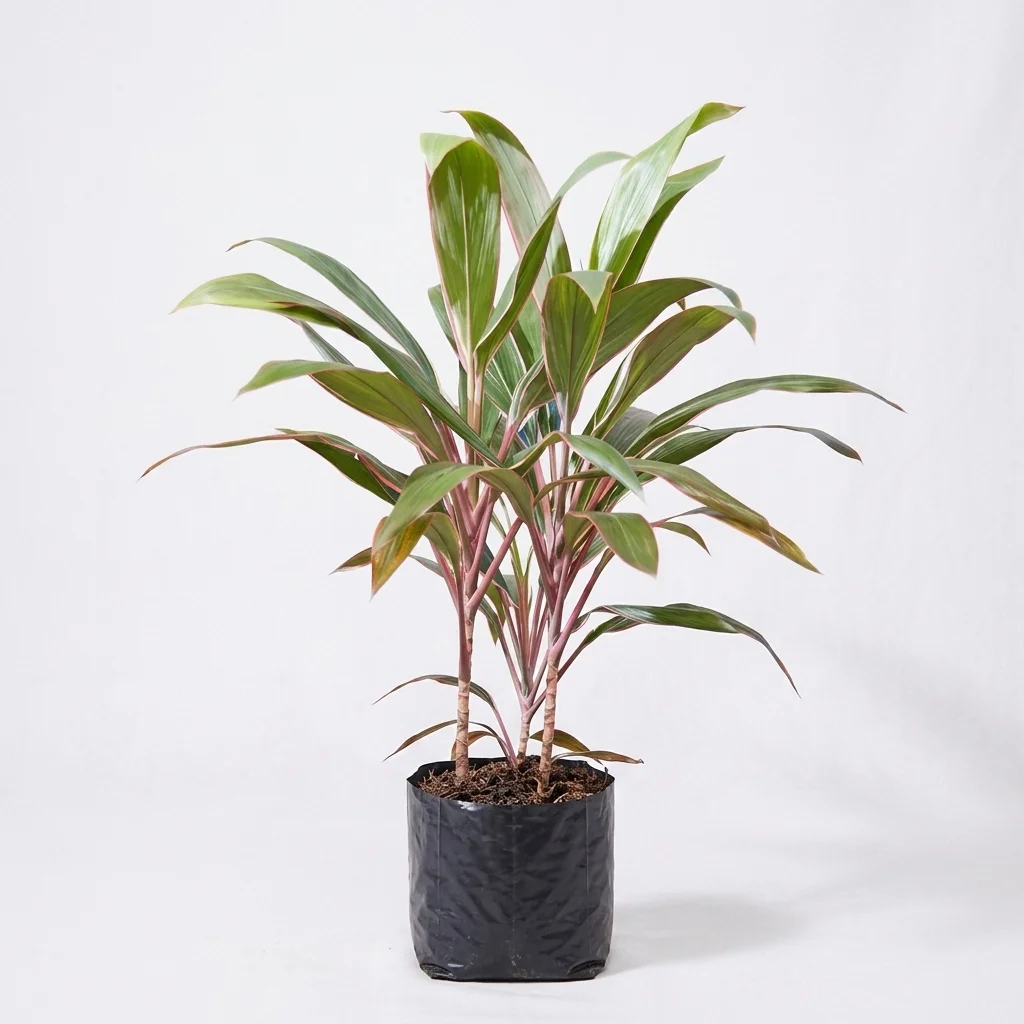 Broadleaf Palm Lily image 2