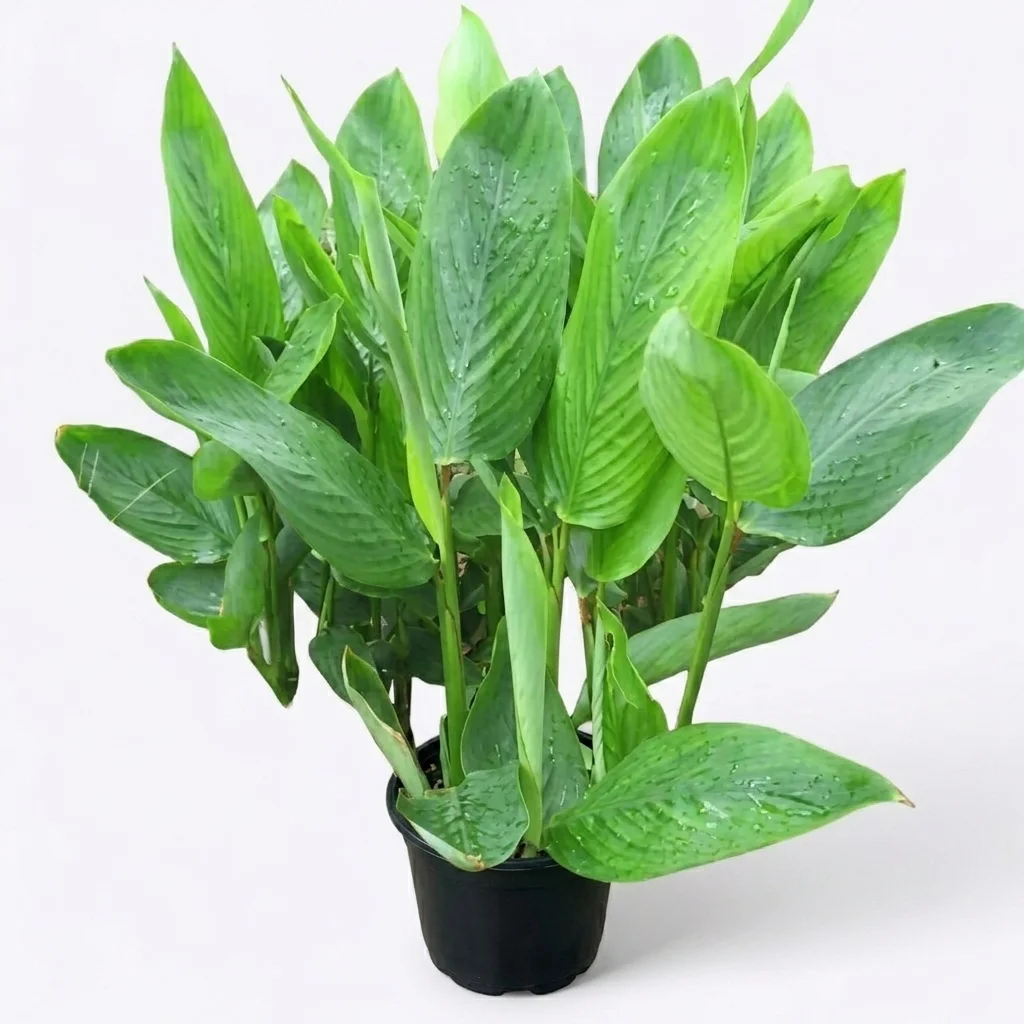Arrowroot