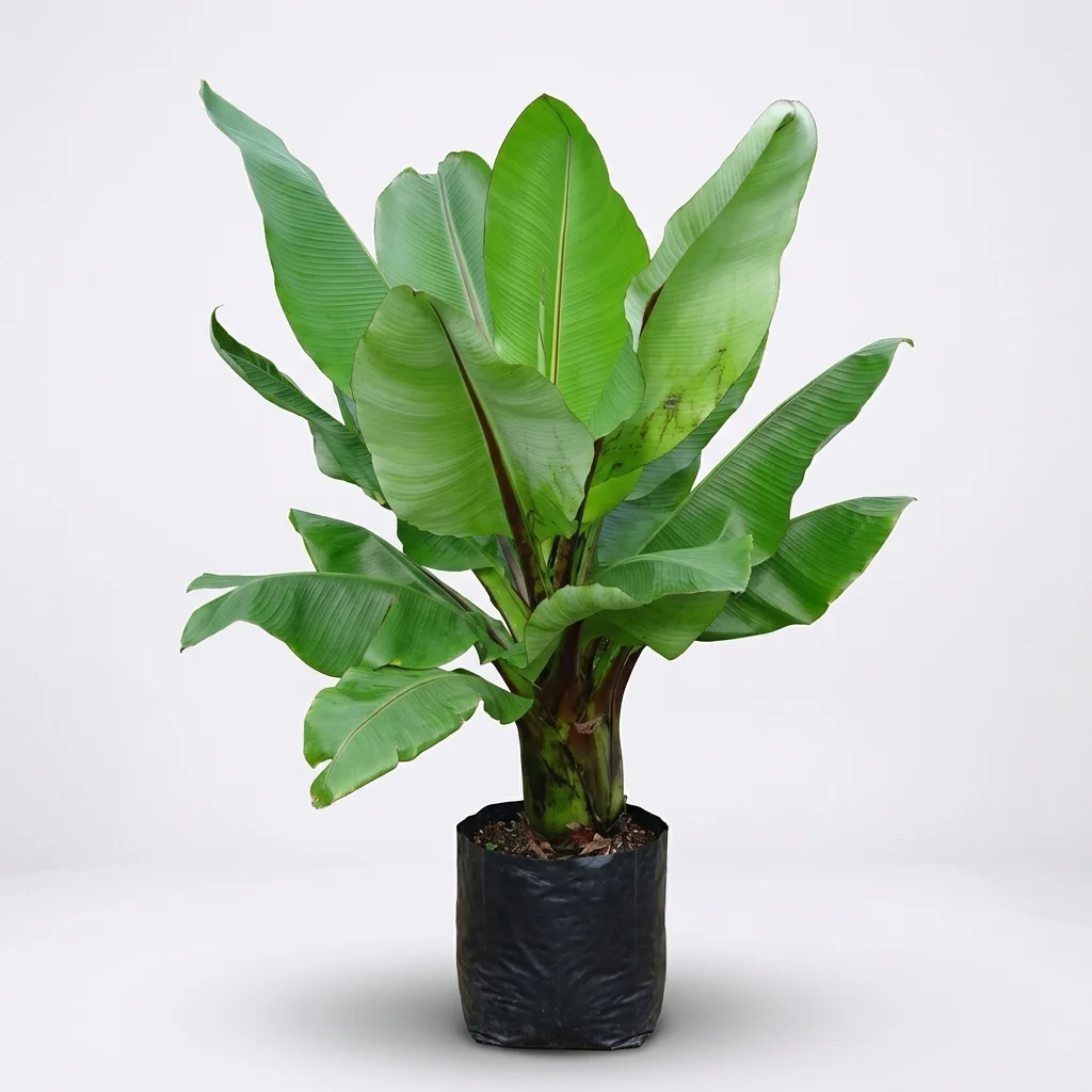 koba(Abyssinian Banana)