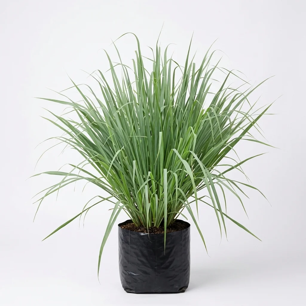 Lemmon grass image 2