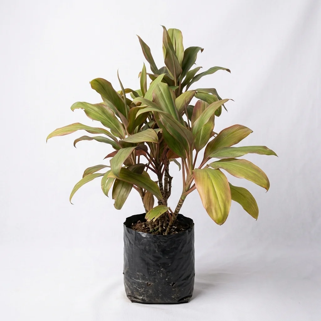 Broadleaf Palm Lily
