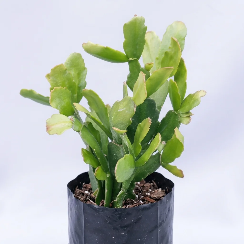 Christmas cactus image 2