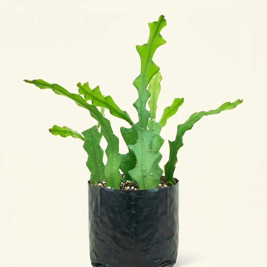 Fish bone cactus image 2