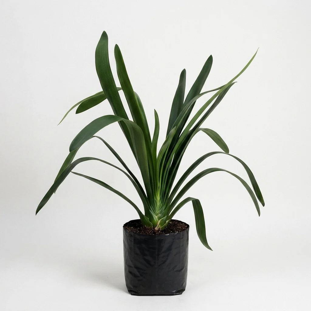 Clivia image 2