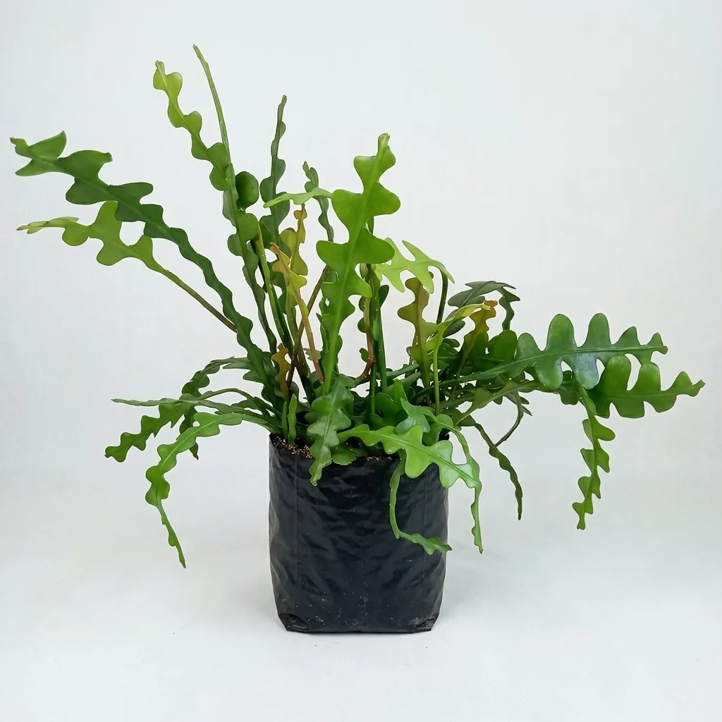 Fish bone cactus