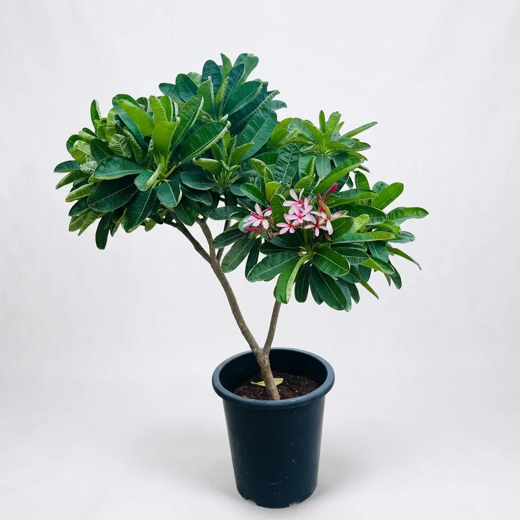 Frangipani