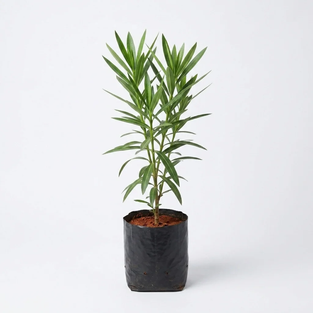 Oleander image 2
