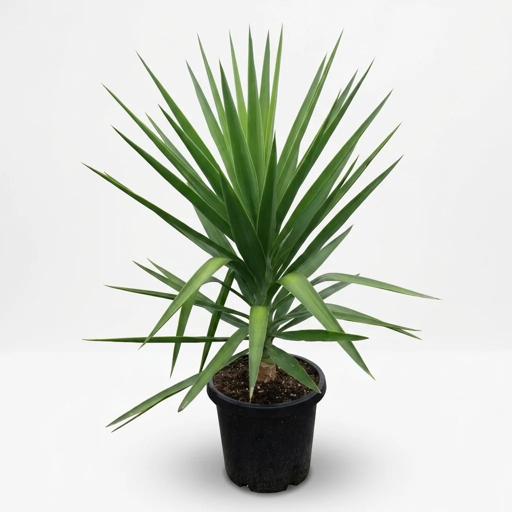 Yucca image 2