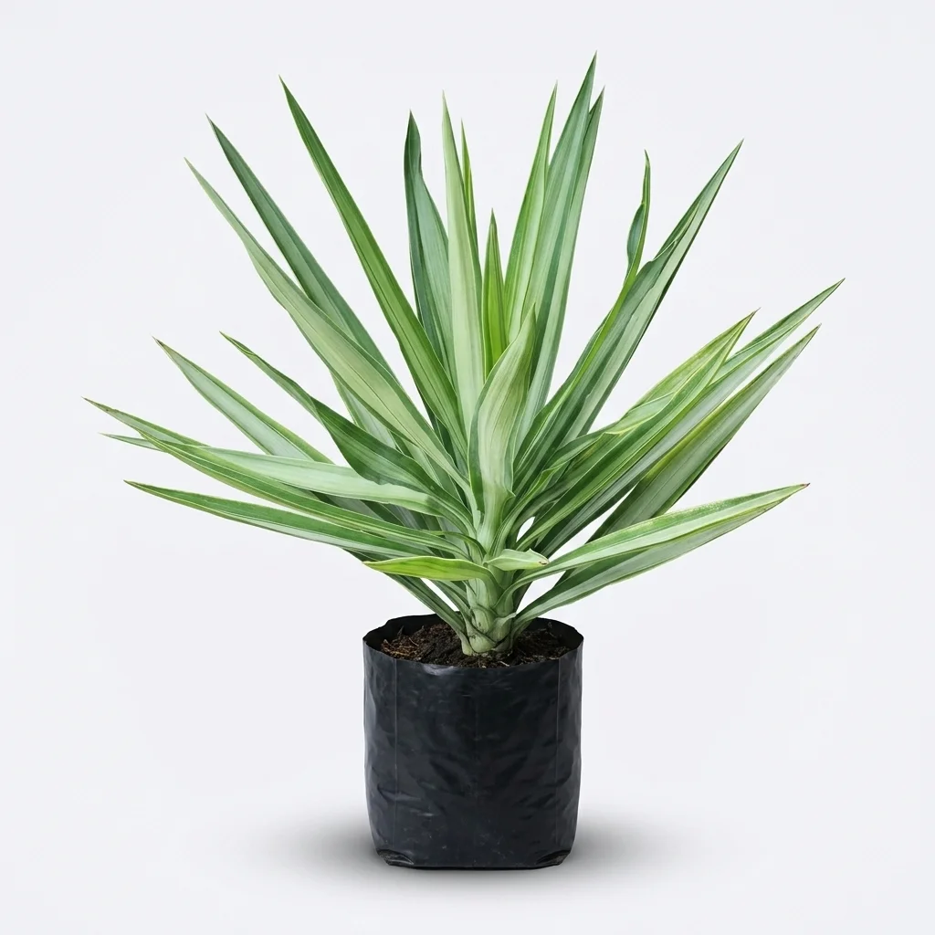 Yucca