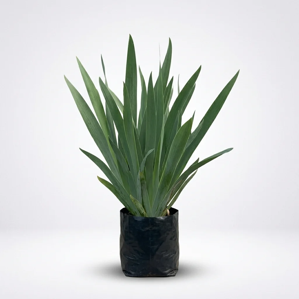 Bearded Iris image 2