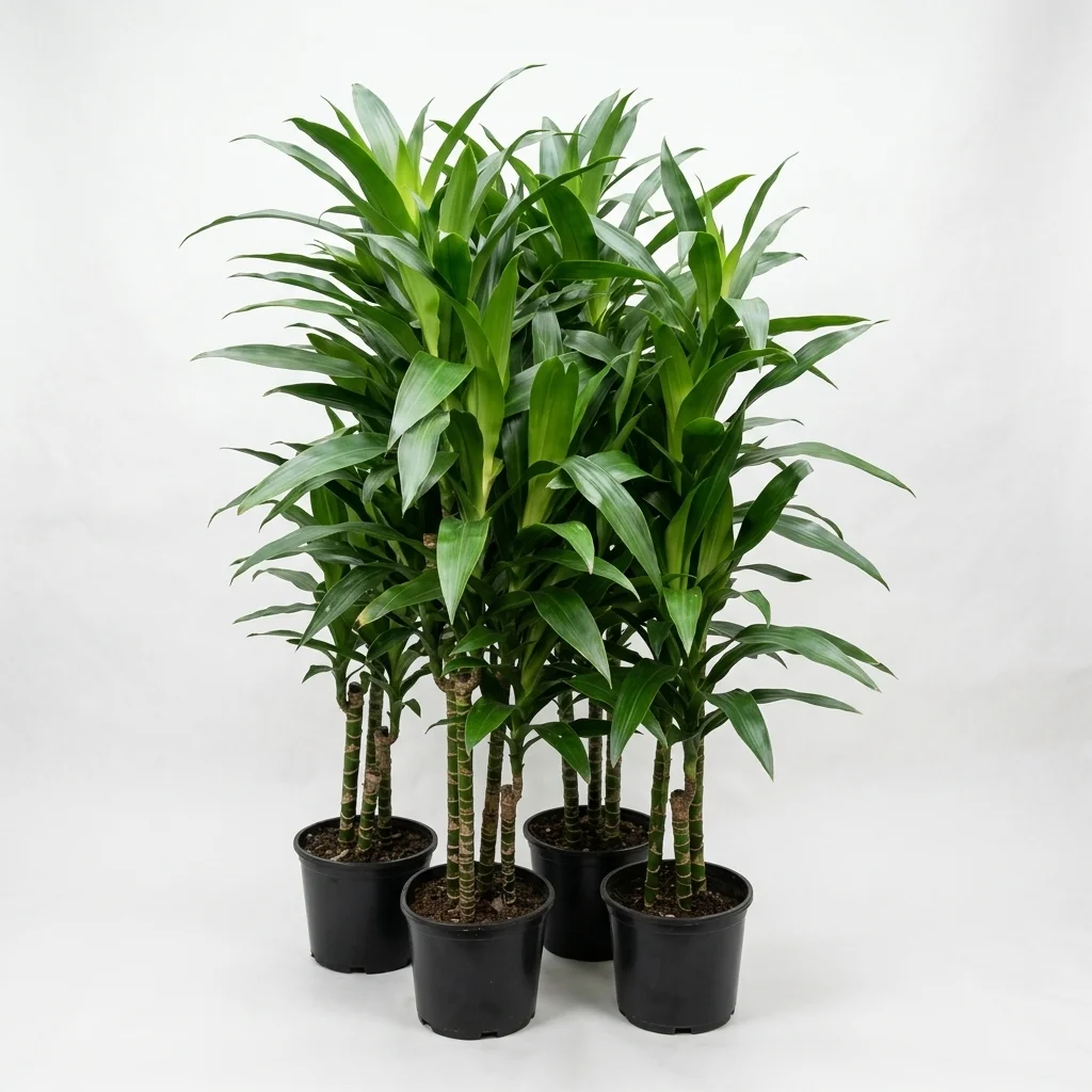 Corn plant image 2