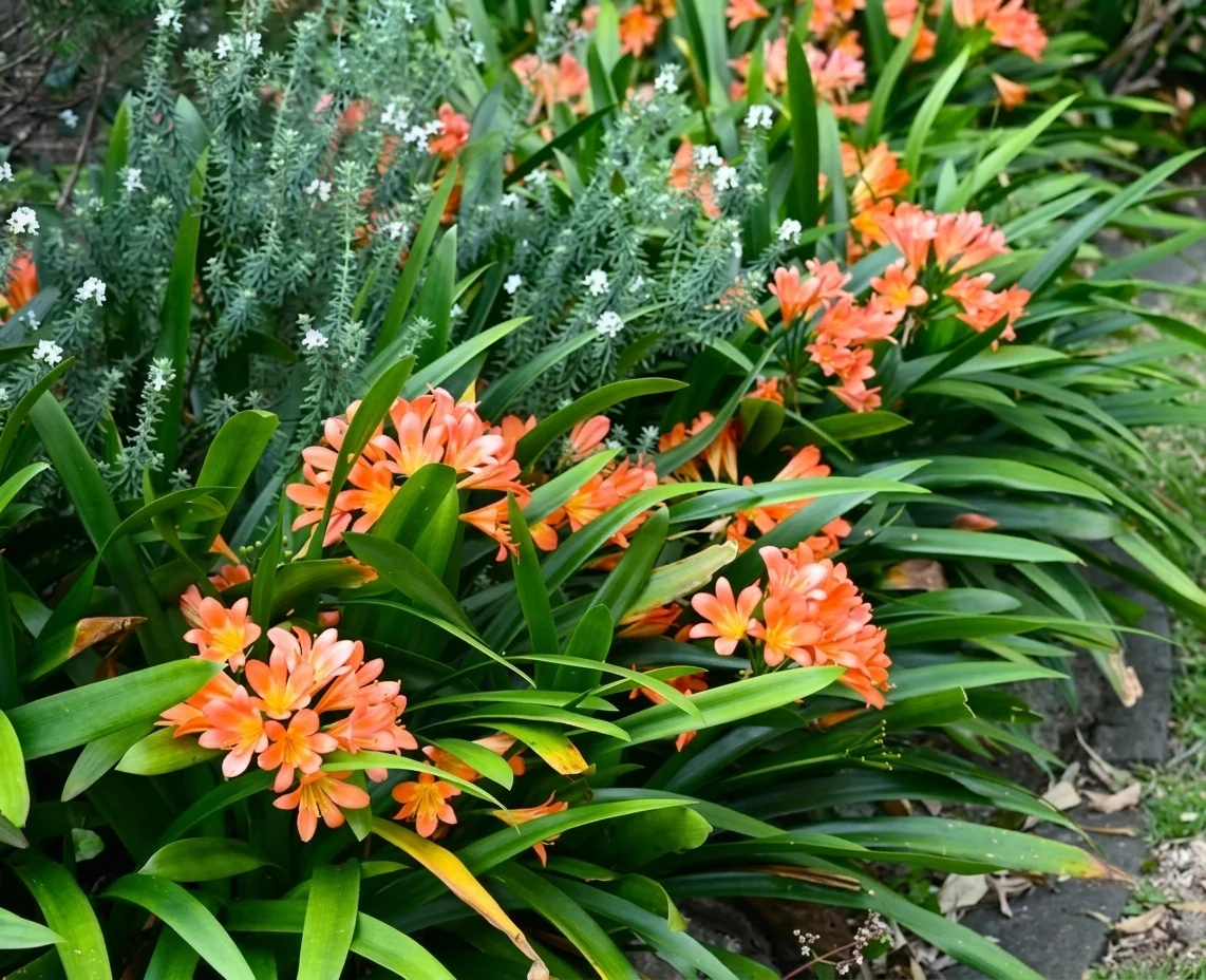 Clivia