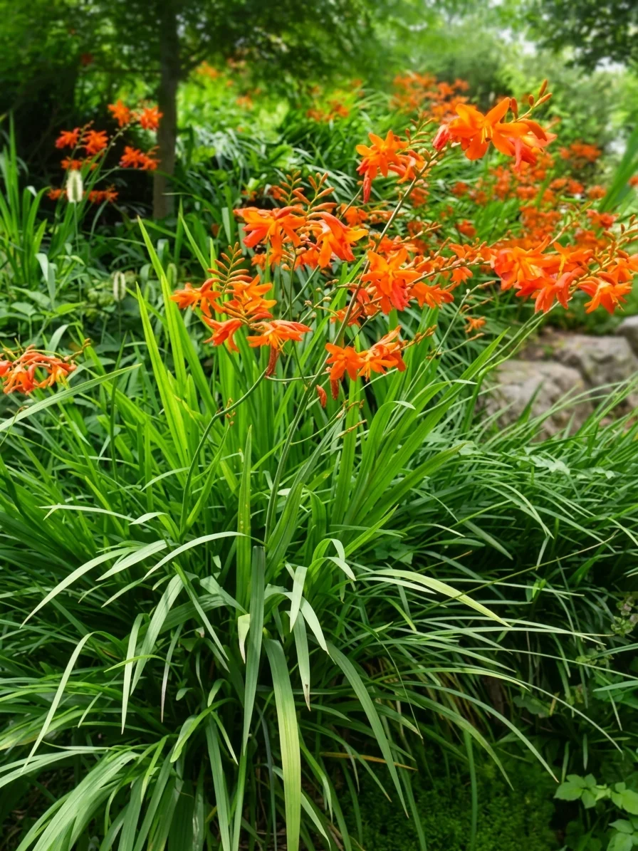 Montbretia