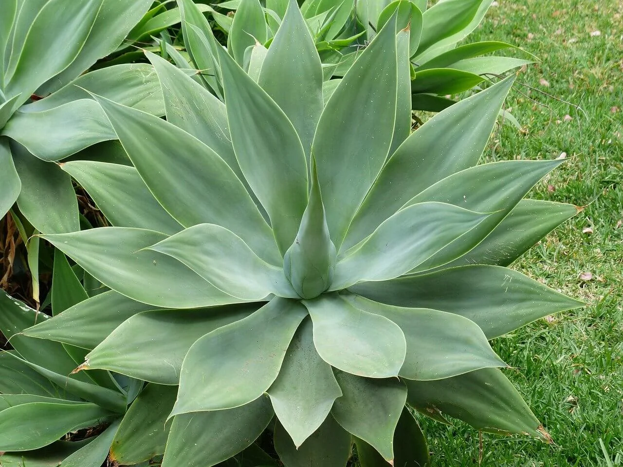 foxtail agave